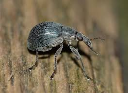 How to get rid of mealworms in the garden. How To Get Rid Of Darkling Beetles In The Home Naturally Bugwiz