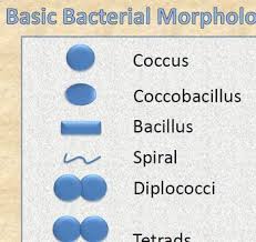 Basic Bacterial Morphology Or The Shapes Of Bacteria Chart