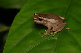 558 Coqui Royalty-Free Images, Stock ...