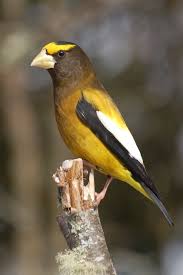 Backyard Birds Of Southern Illinois Great Backyard Bird Count Evening Grosbeak Great Backyard Bird Count Birds Backyard Birds