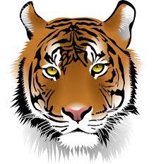 Ein Tiger Wie Er Leibt Und Lebt Tiger Face Cartoon Tiger Tiger Illustration