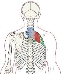 Serratus Posterior Superior Functional Anatomy Integrative Works Tight Shoulders Shoulder Blades Shoulder Stretches