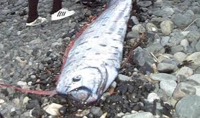 Deep sea creatures found after tsunami. Intellasia East Asia News Japan On Earthquake And Tsunami Alert After Seven Giant Deep Sea Fish Wash Up Dead
