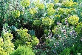 Check spelling or type a new query. Plantes D Exterieur Sans Arrosage 15 Photos Pour Faire Votre Choix Plante Exterieur Mur Vegetal Exterieur Jardin Massif