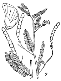 Image result for Aeschynomene sp. E