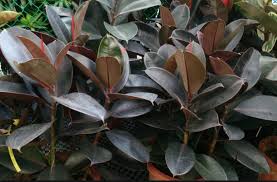 Image result for ficus elastica flower