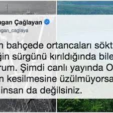 Ağaç dikilecek topraklar belle işlenerek, hazırlanır. Kesmeyin Hocam Odtu De Yasanan Agac Kesimiyle Ilgili Insanlar Tepkilerini Adeta Haykiriyor Onedio Com