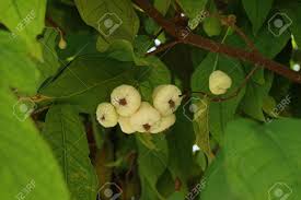 Buy uk grown fruit trees, with over 130 varieties to choose from, by mail order at ashridge nurseries. Fruits On Trees On Ukulhas Closeup Maldives Stock Photo Picture And Royalty Free Image Image 81996662
