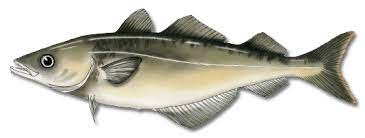 *free* shipping on qualifying offers. Maine Saltwater Fish Species List For Easy Identification