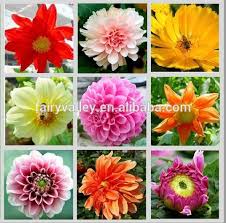Growing dahlias in containers the minimum container size is 12 deep by 12 in diameter. Planting Dahlias Seeds In Pots Gardening Seeds For Sale Buy Planting Dahlias In Pots Growing Dahlias In Container Dahlia Plants For Sale Product On Alibaba Com