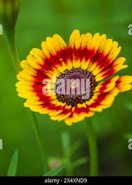 Image result for Glebionis carinata `German Flag`