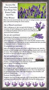 There Is No Doubt That Lavender Is Of The Most Romantic And Cherished Scents All Over T Remedies For Menstrual Cramps Natural Healing Remedies Natural Remedies