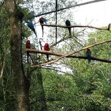 Parque Das Aves Vogelpark Sehenswurdigkeiten In Brasilien Video Video In 2020 Parks Reiseziele Sehenswurdigkeiten