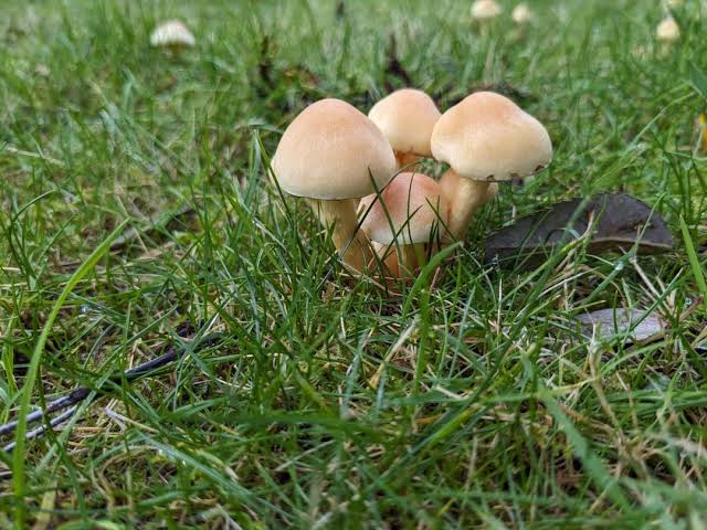 What type of mushrooms are these and how do I get rid of them please?  Growing on my lawn next to a leftover tree stump and my Leylandii hedge.  Scotland, UK. Thank