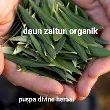 Maybe you would like to learn more about one of these? Jual Daun Zaitun Kering Organik 100 Gram Kota Bogor Puspa Herbal Tokopedia