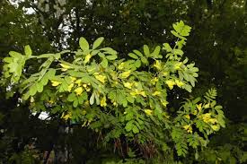 Image result for Ophrestia radicosa