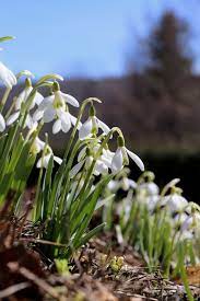 Dreamingofspring Dainty Snow White Flowers That Dangle Gracefully From Silvery Green Folia First Flowers Of Spring Landscaping With Rocks Desert Landscaping