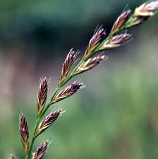 Image result for Lolium multiflorum