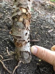 Viburnum borere er dagflyvende møller, der ligner meget veps. New Shrubs Have Exposed Roots And Trunk Wounds 656044 Ask Extension