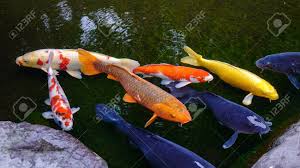 Koi pond design can make the fish look quite dramatic at night. Koi Fish On The Pond In Kanazawa Japan Koi Fish Are Colored Stock Photo Picture And Royalty Free Image Image 82316506