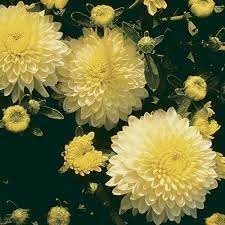 Chrysanthemum X Morifolium Flower Beds Best Flower Wallpaper