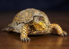 You can typically find common ones under $100 at pet stores. Box Turtle Sharon Audubon Center