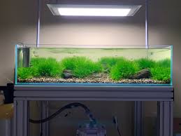 Image result for Blyxa