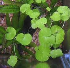 Health Benefits Of Pennywort Or Gotu Kola Plants Herbs Water Plants