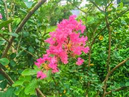 wilson s 生活市集部落格h 紫薇 別名 癢癢花 癢癢樹 紫金花 紫蘭花 蚊子花 西洋水楊梅 百日紅 無皮樹 places to visit plants