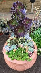 Also, make sure there is a hole in the bottom because the soil shouldn't be sitting in water. A Very Big Pot Of Mixed Succulents Plants Planting Succulents Succulents