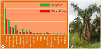 Image result for Raphia gentiliana