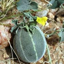 Image result for Cucumis meeusei