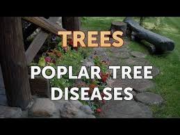 Not weedy, but can have these pests / diseases: Poplar Tree Diseases Youtube