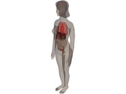 Multi ethnic conditions that affect men and women. Woman Internal Organs 3d Model 3d Cad Browser