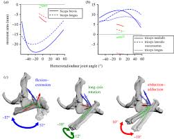 The bones in the body form the. Pectoral Girdle And Forelimb Musculoskeletal Function In The Echidna Tachyglossus Aculeatus Insights Into Mammalian Locomotor Evolution Royal Society Open Science