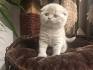 Scottish Fold Cat Breed Profile | Petfinder