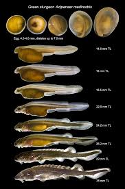 We attract renters that also stay in sturgeon bay, sister bay, fish creek. Photo Gallery Guide To The Early Life Stages Green White Sturgeon Tffip California Great Basin Bureau Of Reclamation