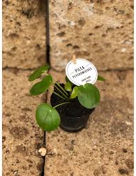 We offer to enthusiasts a wide selection of plants, trees, seeds and fertilizers, shipping within 24 hours and a professional telephone assistance service. Pin Su Giardino