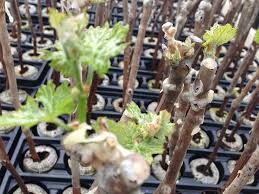 Image result for grapevine cuttings