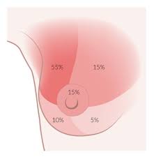 Clinical anatomy of the breast. The Breasts Amboss