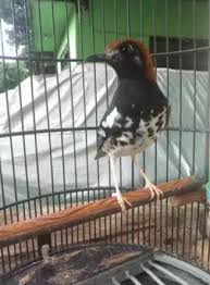 Burung ini sering dipanggil dengan nama kacer hitam karena memang masih satu kerabat. Cara Mudah Merawat Burung Anis Kembang Agar Gacor Setiap Hari