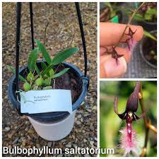 Image result for Bulbophyllum saltatorium