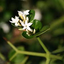 Image result for Carissa bispinosa