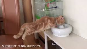 If you want to get one of them, of course you need to have enough capital because these beautiful cats have a price worth a sports car. Pin Di Viral Kocheng Oren Video Collection Holds Laughter 10 Minutes Funny Cat Videos