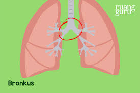 Mengenal 6 Organ Sistem Pernapasan Manusia Biologi Kelas 8