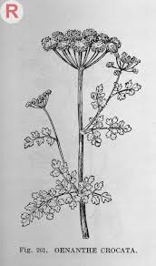 Image result for Oenanthe mildbraedii