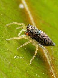 Image result for Emilia debilis