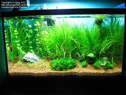 Image result for Lomariopsis