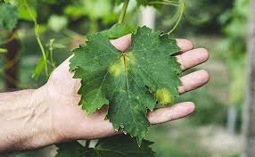 Il plante des tiges filetées d'environ 1 mètre 50 dans le sol ou des tiges de bambou. Comment Lutter Contre Les Maladies Du Potager