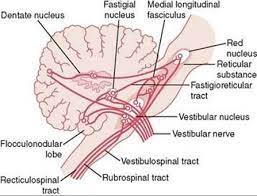 Brainstem special somatic sensory nuclei mediate hearing and positional equilibrium. Cortical And Brain Stem Control Of Motor Function The Nervous System C Motor And Integrative Neurophysiology Guyton And Hall Textbook Of Medical Physiology 12th Ed